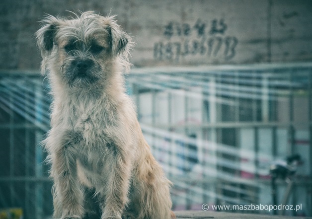Jedzenie psów w Chinach