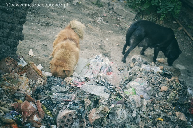 Jedzenie psów w Chinach